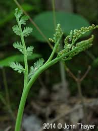 Attēlu rezultāti vaicājumam “Botrychium matricariifolium”