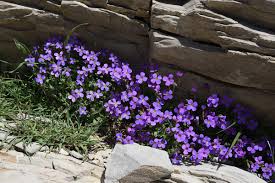 Attēlu rezultāti vaicājumam “Aubrieta deltoidea”