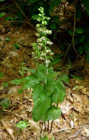 Attēlu rezultāti vaicājumam “Epipactis helleborine fruit”