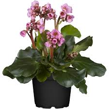 Image result for Bergenie