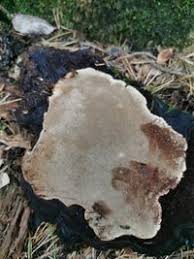 Attēlu rezultāti vaicājumam “Phellinus nigrolimitatus”