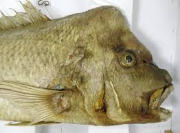 Image result for Pagrus auratus