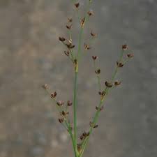 Attēlu rezultāti vaicājumam “Juncus alpinoarticulatus leaf”
