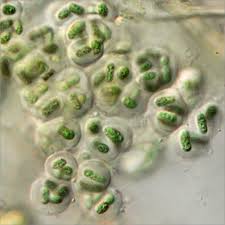 Attēlu rezultāti vaicājumam “Gloeocapsa rupestris”