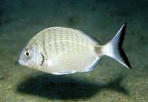Image result for Diplodus helenae