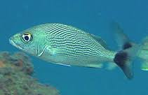 Image result for Haemulon album