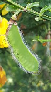 Image result for Cytisus scoparius