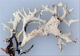 Attēlu rezultāti vaicājumam “Pseudevernia furfuracea”