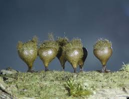 Attēlu rezultāti vaicājumam “Trichia sp.”