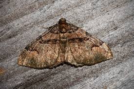 Attēlu rezultāti vaicājumam “Catarhoe rubidata”