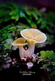 Attēlu rezultāti vaicājumam “Cudoniella clavus”