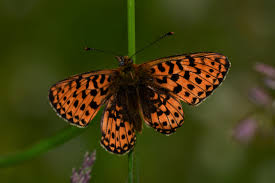 Attēlu rezultāti vaicājumam “Boloria eunomia upperside”