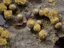 Attēlu rezultāti vaicājumam “Colloderma robustum macro”