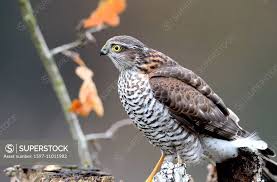 Attēlu rezultāti vaicājumam “Accipiter nisus female”