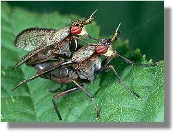 Attēlu rezultāti vaicājumam “Coremacera marginata”