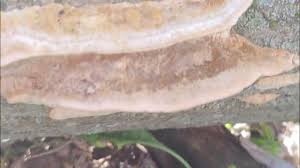 Attēlu rezultāti vaicājumam “Coriolopsis trogii”