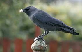 Attēlu rezultāti vaicājumam “Corvus monedula”