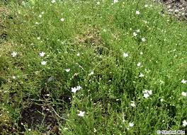 Attēlu rezultāti vaicājumam “Sagina nodosa leaf”