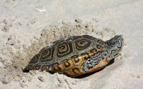Image result for Malaclemys terrapin