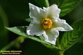 Attēlu rezultāti vaicājumam “Solanum tuberosum flower”