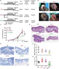 Attēlu rezultāti vaicājumam “Diderma simplex macro”