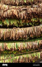 Attēlu rezultāti vaicājumam “Nicotiana tabacum”