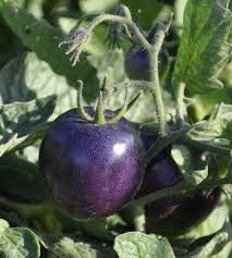 Afbeeldingsresultaat voor 1884 purple tomato