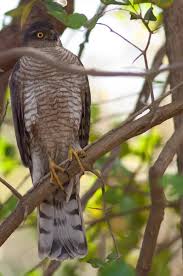 Attēlu rezultāti vaicājumam “Accipiter nisus male”