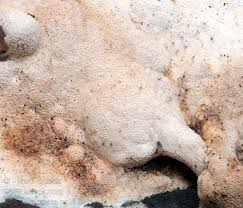 Attēlu rezultāti vaicājumam “Antrodia crassa”