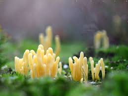 Attēlu rezultāti vaicājumam “Clavaria argillacea”