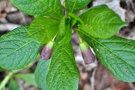 Attēlu rezultāti vaicājumam “Scopolia carniolica leaf”