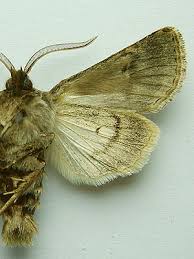 Attēlu rezultāti vaicājumam “Tholera decimalis”