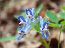 Attēlu rezultāti vaicājumam “Corydalis intermedia flower”