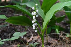 Attēlu rezultāti vaicājumam “Convallaria majalis flower”