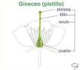 gineceo pronunciation