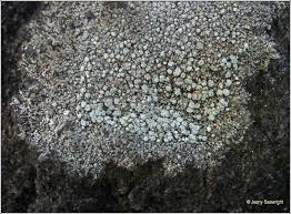 Attēlu rezultāti vaicājumam “Pertusaria amara”