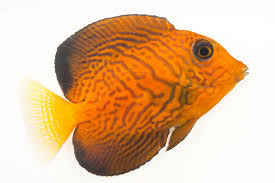 Image result for Ctenochaetus hawaiiensis