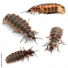 Attēlu rezultāti vaicājumam “Lampyris noctiluca”