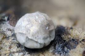 Attēlu rezultāti vaicājumam “Diderma umbilicatum macro”