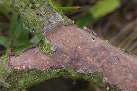 Attēlu rezultāti vaicājumam “Vuilleminia comedens”