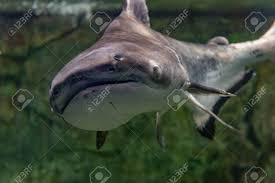 Image result for Carcharhinus limbatus