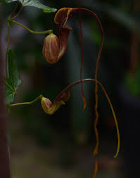 Attēlu rezultāti vaicājumam “Tortula lingulata macro”