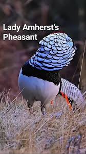 Image result for Chrysolophus amherstiae