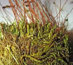 Attēlu rezultāti vaicājumam “Philonotis marchica sporophyte”