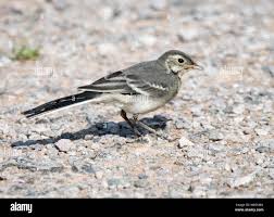 Attēlu rezultāti vaicājumam “Motacilla alba juvenile”