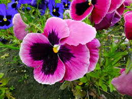 Image result for Viola x wittrockiana `Hiemalis`