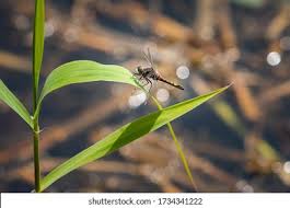 Attēlu rezultāti vaicājumam “Leucorrhinia pectoralis female”