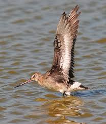 Image result for Limosa haemastica