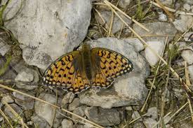 Attēlu rezultāti vaicājumam “Argynnis niobe”