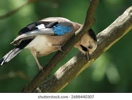 Attēlu rezultāti vaicājumam “Garrulus glandarius”